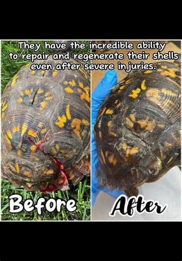 Box turtles fun facts😃 #animallovers
