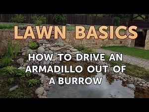 How to Drive an Armadillo Out of a Burrow