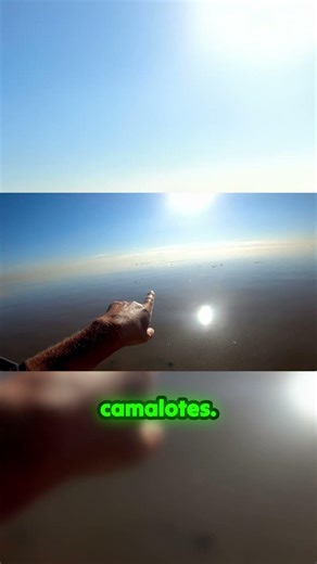 ¡El Dorado está al acecho entre los camalotes! Mira este pique espectacular.