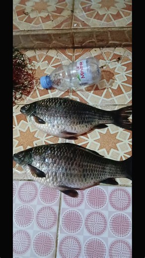penampakan Ikan Nilem telur 1/2 kg..... #ikannilemtelur #umpan nilem #nilembabon #wisatasitubagendit #pancing
