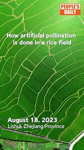 Feast your eyes on this refreshing greenness: Watch how farmers in Lishui, #Zhejiang Province, conduct #artificialpollination by pulling a long rope back and forth in rice fields to improve the pollination rate. #AerialChina | Xi's Moments