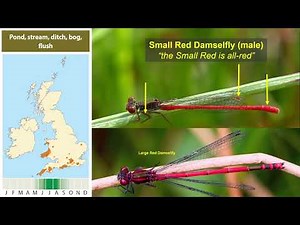 Britain's Dragonflies ; Uncommon Species by Dave Smallshire