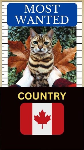 SUKI Cat Tribute | Remembering the famous Bengal Cat from Canada 🐱