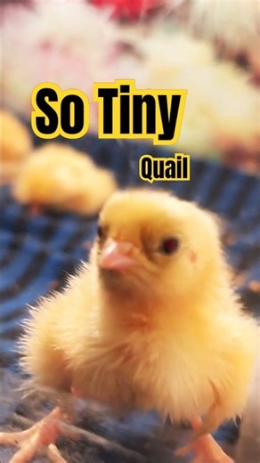Newborn Quail Chicks 🐣 | Smallest Chick in the World | First Day in Brooder