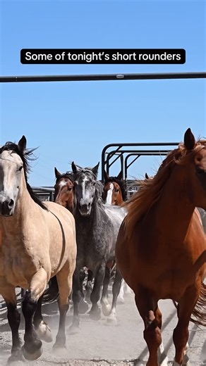 A glimpse at some of the short rounders for tonight 😮‍💨 @cinchjeans @logancoachtrailers @americanhatco @ak_earth_movers_inc @glacier45distillery @priefert @agri_bestfeeds | Powder River Rodeo LLC