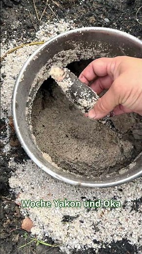 Gartenarbeit im Winter Tag 17 - Eigenen Kakis in Deutschland ernten Selbstversorgung im Winter