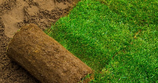 Best Sod for Shady Areas in Your Lawn (and how to make sure it grows)