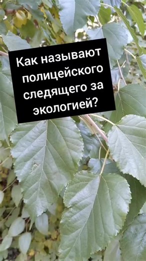 Identifying Maple Leaves in Natural Settings