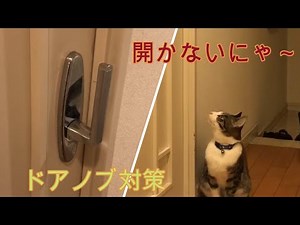 There was such an easy way! Cat doorknob measures.【Rescued cat Hana♂】