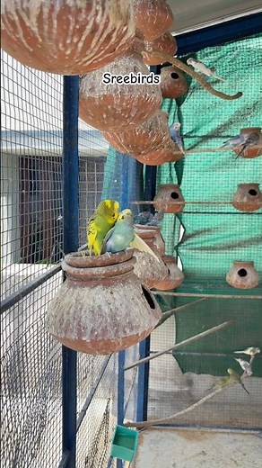 Budgies Mating Progress 2026 🕊️🐣#birds#lovebirds #parrot#budgies #birdsounds#shorts #birdbreeding