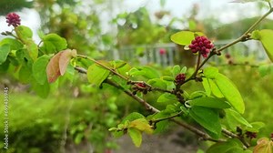 Calliandra Haematocephala Or Calliandra Tergemina Flowers And Fruits