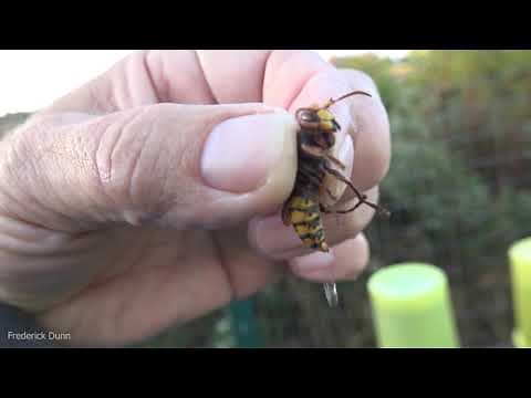Can a European Hornet Sting IF you pick them up by the thorax? YES, they can also spray venom!