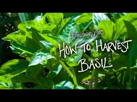 How to Harvest Basil - Farming/Gardening Lesson - Revolutionary Roots