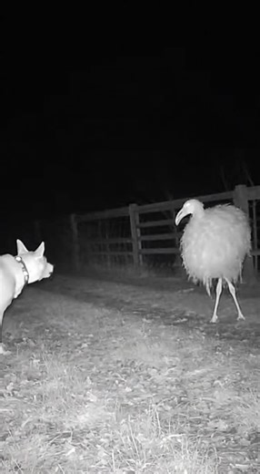 Night Camera Reveals Mysterious Creature Encountering Dog
