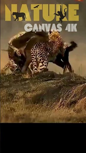 Cheetah's Sneaky Trick on Buffalo Backfires! 😱 Epic Hunt Fail
