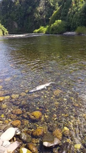 Chinook Fishing Techniques in Sur de Chile
