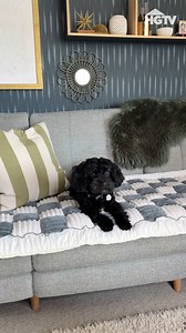 Now your pets can have the couch to themselves without any worry, thanks to this stylish and protective couch cover 🐶🐱 Get it now on Amazon: https://amzlink.to/az0j7R2q1QkzJ (We may make 💰 from these links!) | HGTV