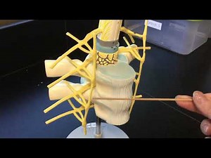 Spinal Cord Model