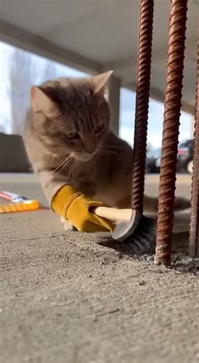 A Munchkin Cat – is working as a Concrete Spalling Repair Worker