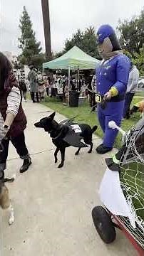 Dogs of Sacramento celebrate Halloween with midtown festival and Pooch Parade