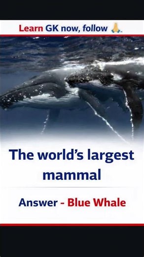 The World’s Largest Mammal 🐋 #shortvideo