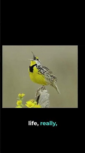 The Beautiful Biota of the Grasslands | LIPBS