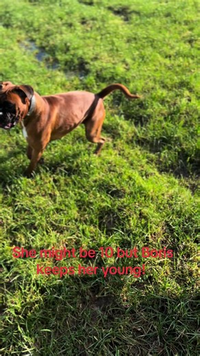 #boxerdogsoftiktok #romanianrescuedog #boxerdog #boxerdoglover #boxerpup