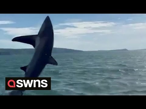 Rare footage captures large shark leaping high out of the water | SWNS