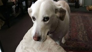 Hilarious Dog From Aliens Steals the Show