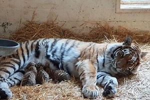 Endangered Amur tiger cubs born at wildlife park