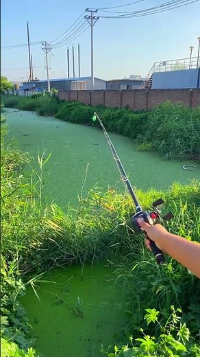 Tôi Thử Cần Câu Máy Rút Gọn 33cm - 1,8M Cho Câu Lure Cá Rô Và Cái Kết #fishing #carp