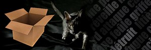 chat-demenagement-adaptation-maison