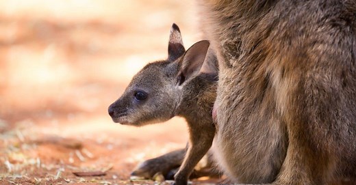 What’s a Baby Kangaroo Called & 6 More Amazing Facts!