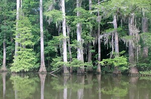 Fishing for Bream in the Mobile Tensaw Delta
