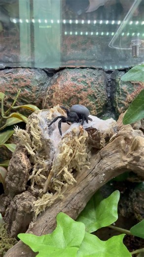 ม่ายช่ายเห็บนะค้าบบ น้องเป็น Genus Eresus 🕷️