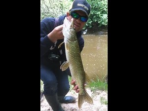 Pêche du brochet en rivière # ouverture 2015