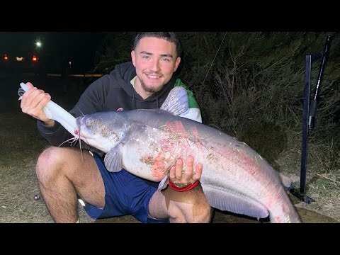How to catch big blue cats at Calaveras lake