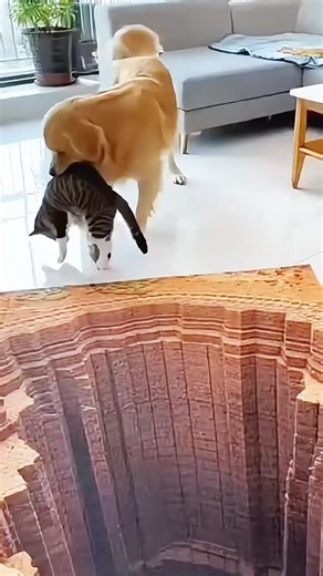 Funny Cat vs Dog Short Motion Compilation