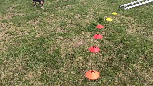 Pourquoi est-il important de s'entraîner dans des zones où il n'y a pas d'odeur cible = recherche à blanc ? Le chien apprend que lorsque nous nous entraînons, il y aura toujours une odeur cible. Dès qu'il n'y a pas d'odeur cible, il est possible que le chien donne une fausse alerte (pas d'odeur cible). C'est pourquoi nous devons souvent intégrer des recherches à blanc. N'oubliez pas d'ajouter à la recherche en blanc des odeurs de distraction. https://www.chiens-de-detection.com/event/motivation-