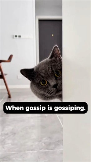 Why Cats Listen to Arguments Like It Is Their Business | Petsplain