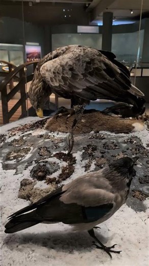 [Tour] 스톡홀름 자연사 박물관 6 Naturhistoriska riksmuseet i Stockholm 6