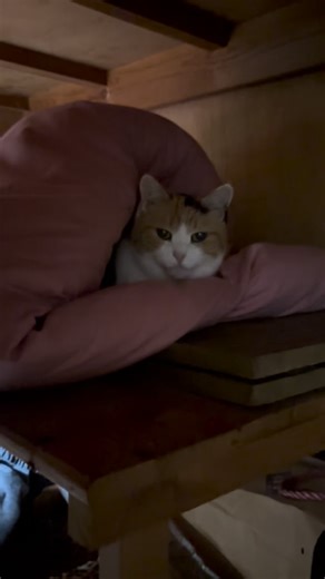 ミケねこ on Instagram: "寝床の布団がいい感じになっているミケ🐱 #猫 #三毛猫 #保護猫 #cat #ねこ #ねこすたぐらむ #猫のいる暮らし #猫部 #ねこ好き #ねこ部 #cats #catoftheday #instacat"