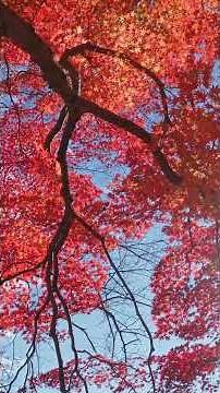 燃えるように赤く染まる紅葉 / もみじ、カエデの紅葉、紅葉編 / 【ショート動画で見る日本の四季の風景・景色・自然】