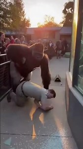 Gorilla Breaks Glass To Save Man From Leopard!? 🤯