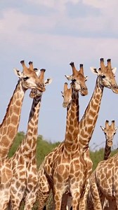 Giraffe facts in hindi | Koala facts in hindi | #giraffe #koala #shorts #reelstrending #wildlife | Abhi Animal World