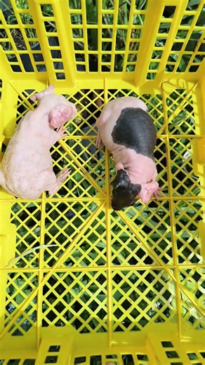 Black-eyed albino male, dairy-patterned female