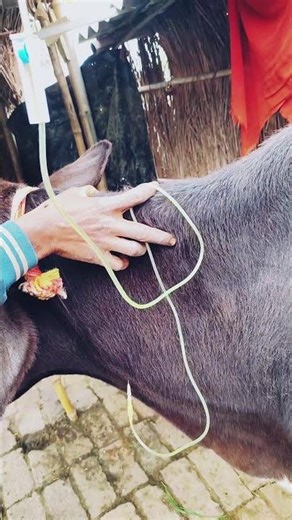 मेहनत होगी खामोशी से #cow #trending #baffalo #video #shorts