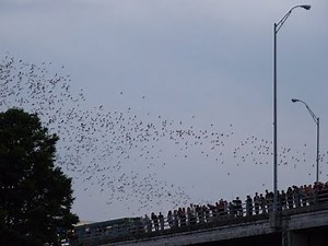 Bat bridge Austin - All about the bats under Congress Bridge in Austin Texas