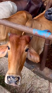 3.2K views · 263 reactions | भारतीय संस्कृति में गाय का स्थान पूजनीय है | Dheeraj Sharma | Facebook