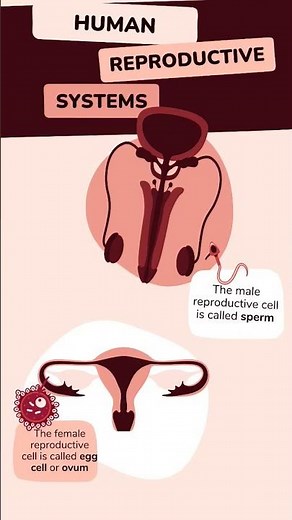 "Male vs Female Reproductive System Explained!"